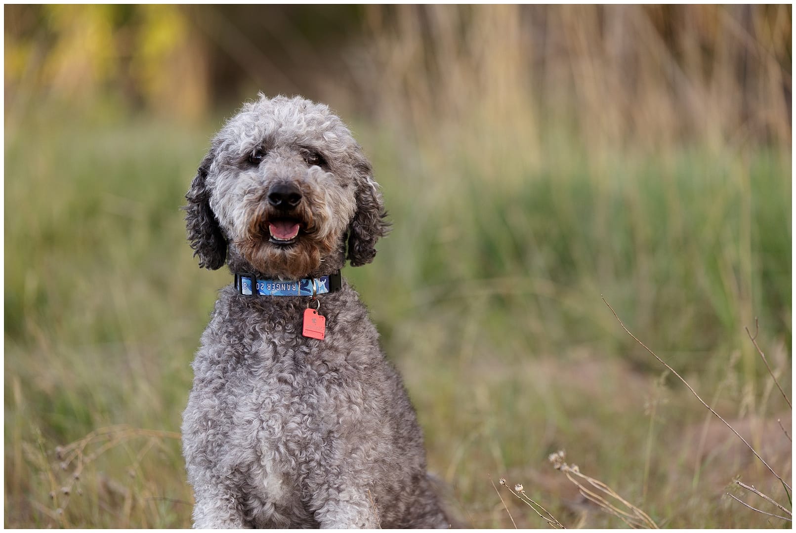 Ranger the Doodle strikes a pose. Photos by Tiffany Hix Photography.