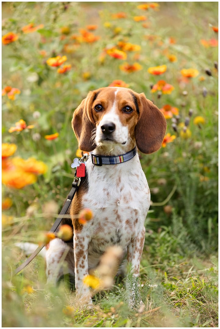 Sweet beagle poses among orange flowers. Photo by Tiffany Hix Photography.